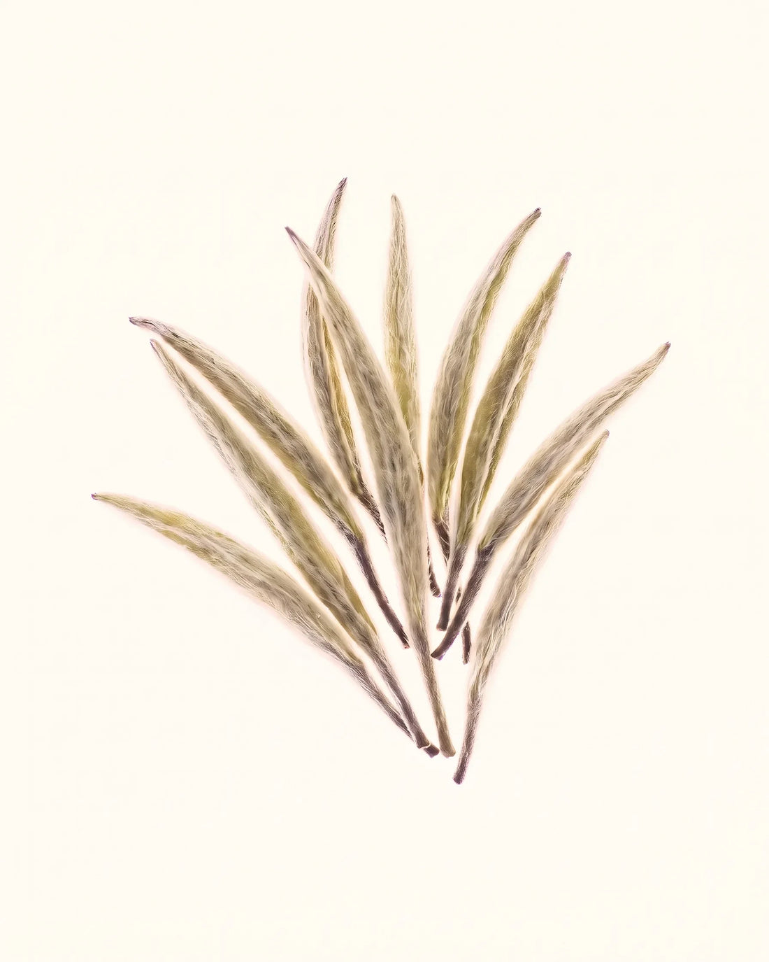 White Tea — Weißer Tee