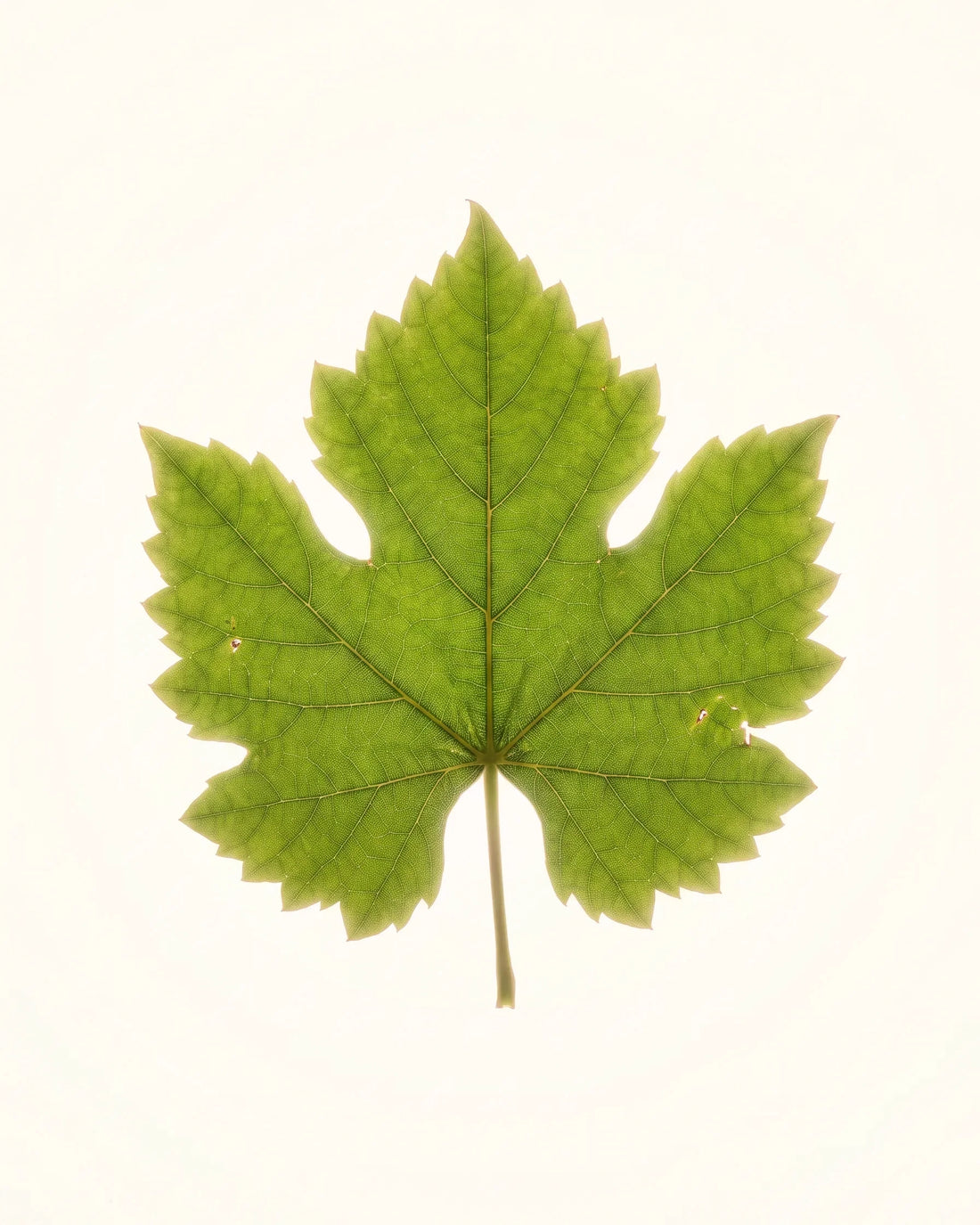 Vine Leaf — Rebblatt