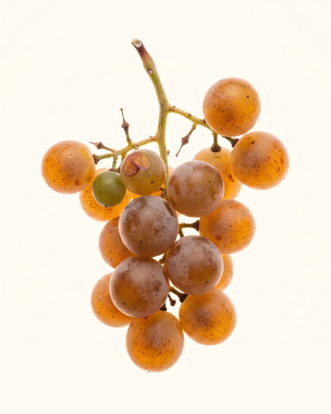 Muscat — Muskatton