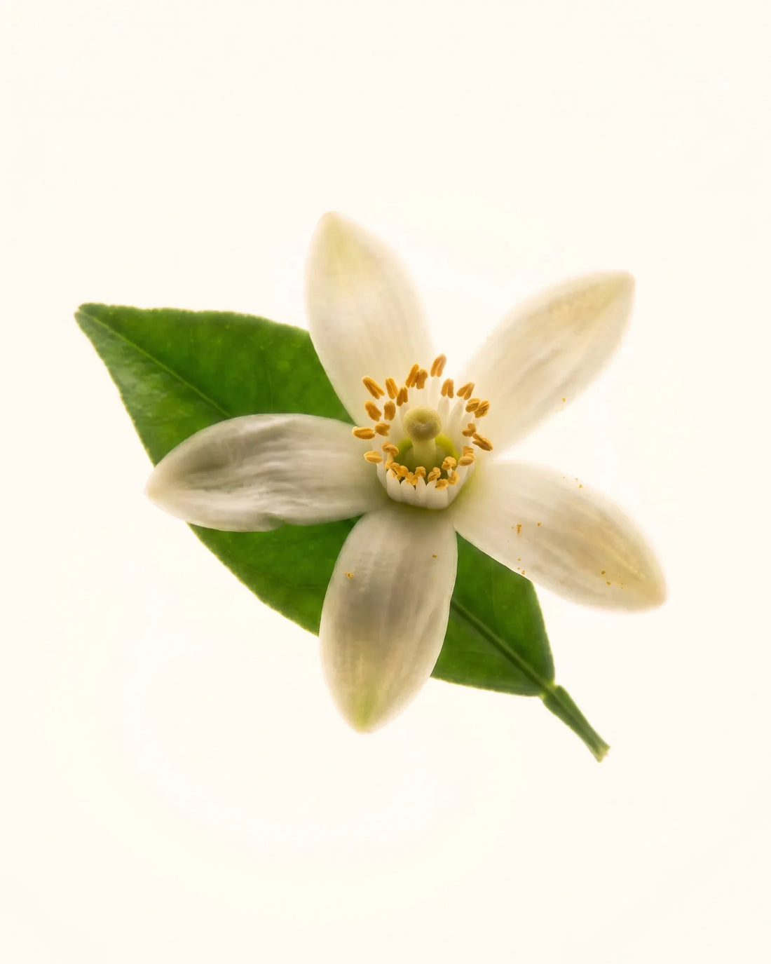 Orange Blossom – Orangenblüte